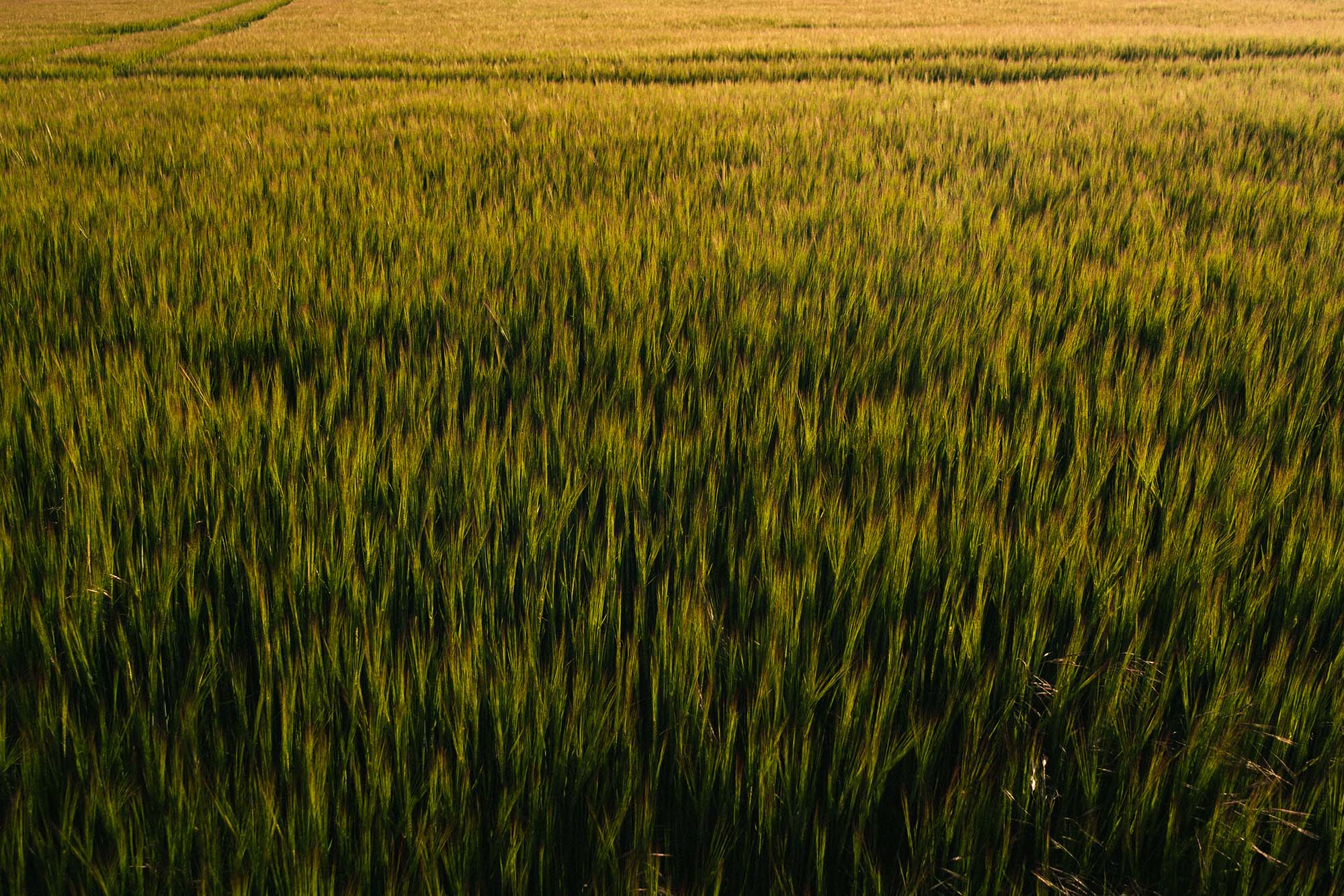 A golden field.